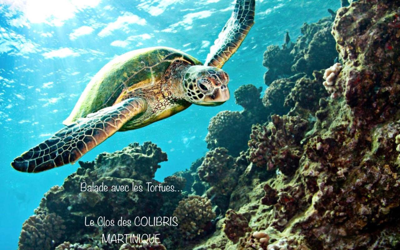 Lodge Pamplemousse Avec Piscine Privative , Dans Parc Calme A 500 M Plage Le Carbet Exterior foto